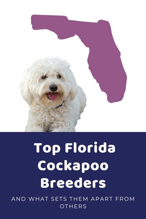 Cockapoo Size Chart for Maxi, Miniature, Toy, and Teacup Cockapoos