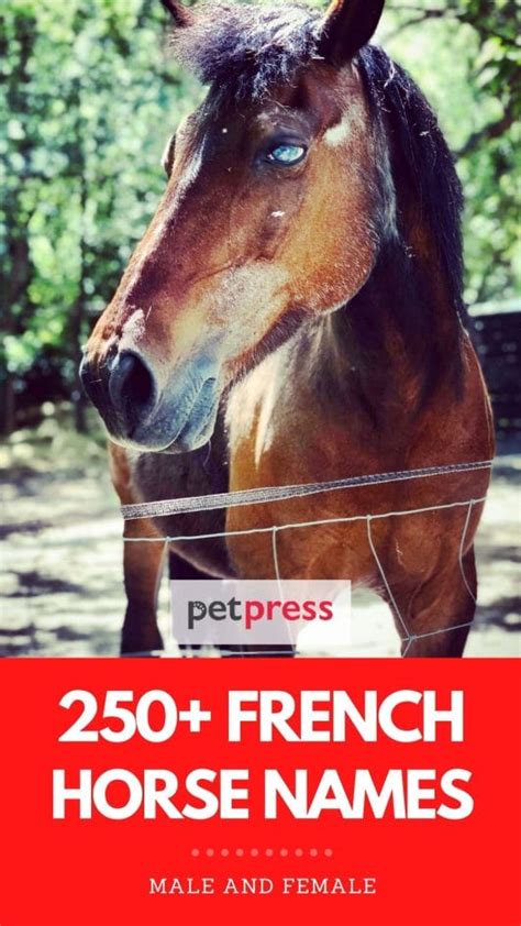 250+ French Horse Names: List of French Names for A Pet Horse