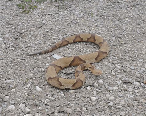 Southern Copperhead Snake | David Sledge | Flickr