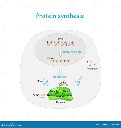 Protein Synthesis. Translation Stock Vector - Illustration of model, process: 158269344