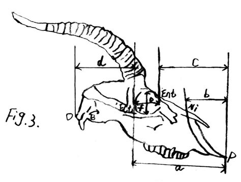 Measurement of the skull of the Tibetan gazelle (lateral view):... | Download Scientific Diagram