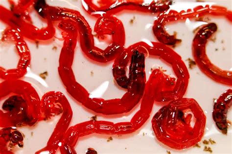 Bloodworms: The Best Aquarium Snack - Aquariadise