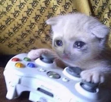 Sad Gaming Cat / Cat On Xbox | Know Your Meme