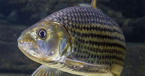 African Tigerfish · Tennessee Aquarium