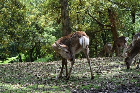 Premium Photo | Deer standing in a forest