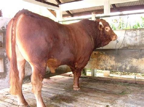 JENIS SAPI POTONG - Arif S Blog