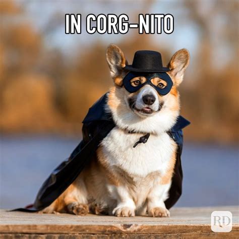 30 Hilarious Corgi Memes for When You're Feeling Ruff | Reader's Digest