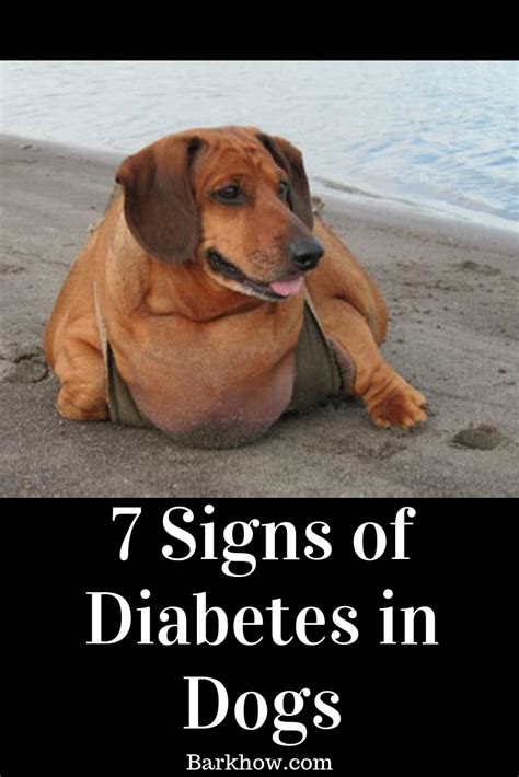 7 Early Signs of Diabetes in Your Dog | Signs of diabetes, Early signs ...