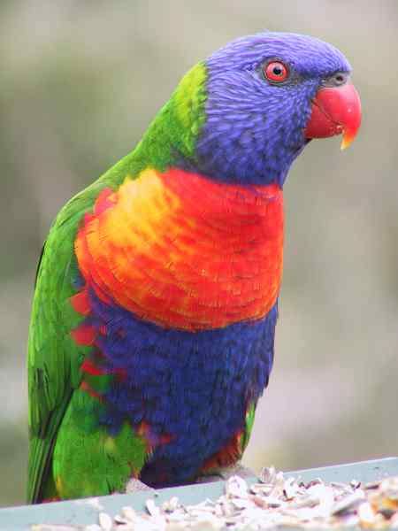 Rainbow Lorikeet « Australian Animals