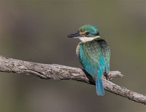 Sacred Kingfisher • ReWild Perth