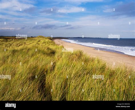 Dune Grasses along Warkworth Beach Northumberland Coast England Stock ...