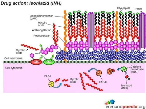 Ethambutol Mechanism Of Action - slidesharetrick