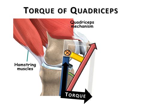 Basic Biomechanics: Moment Arm & Torque