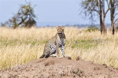 Leopard In Natural Habitat - Feline Facts and Information