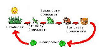 how does the food chain work