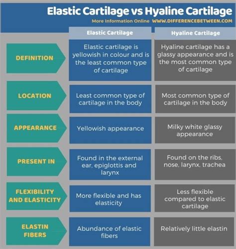 Difference Between Elastic Cartilage and Hyaline Cartilage | Compare the Difference Between ...