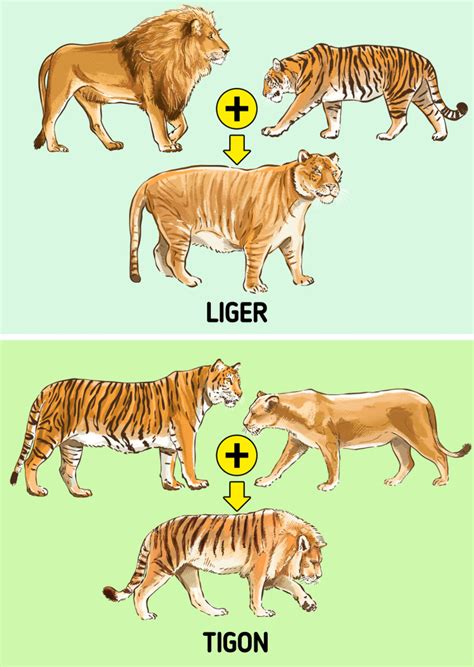 The Difference Between a Liger and a Tigon / 5-Minute Crafts