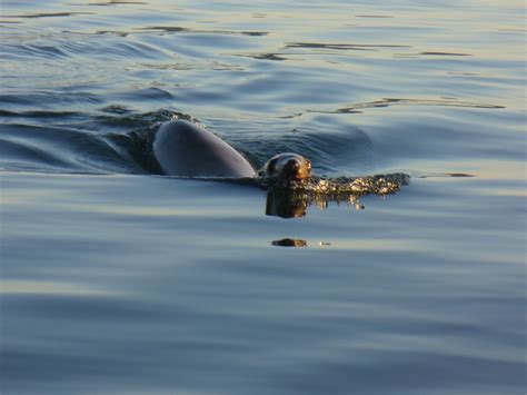 Snow Crab Love: How We Survived a Sea Lion Attack