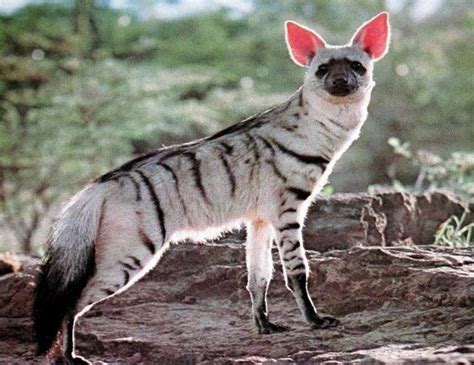 Aardwolf - Interesting Facts, Breeding, Pictures and Other Information | by Pets Planet.. | Rare ...