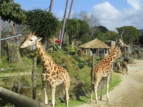 Auckland Zoo - Travelling Book Nerd