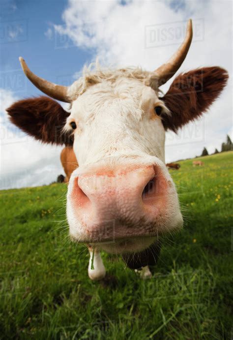 Close up of cow in field - Stock Photo - Dissolve