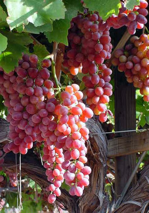 15 Best Benefits of Grapes - Fitines