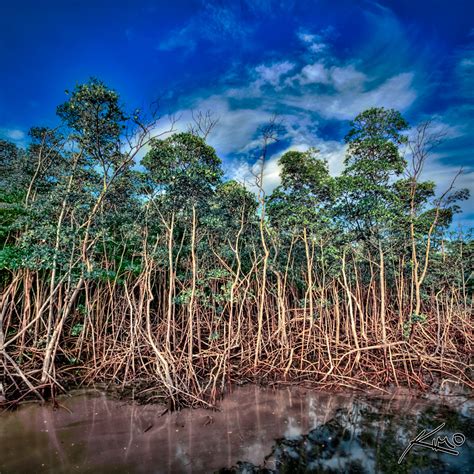 Mangrove Trees at Anne Kolb Nature Center | HDR Photography by Captain Kimo