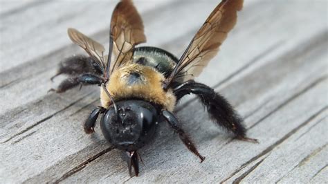 What Do Wood Bees Eat?