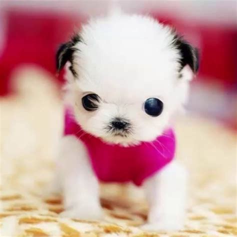 Top 10 Cutest Dog Puppies | Images and Photos finder