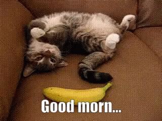 Cat Good Morning GIF - Cat GoodMorning Scared - Discover & Share GIFs