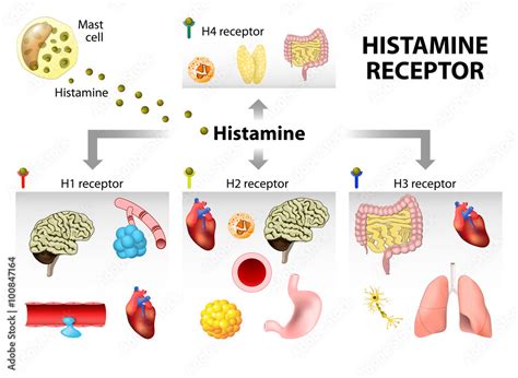 Histamine receptor Stock Vector | Adobe Stock