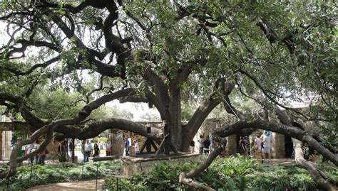 Texas Live Oak Tree - Garden Plantation