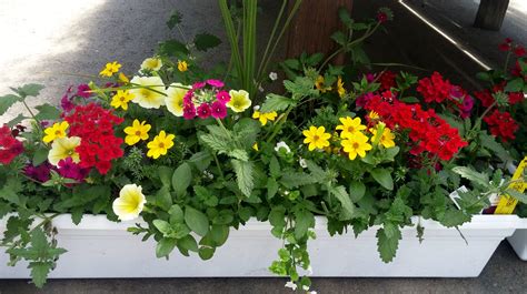 Best Flowers For Flower Boxes Full Sun / Container Plants for Full Sun ...