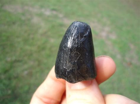 Whopper Glossy Black Alligator Tooth | Recently Sold | FOSSILS | Prehistoric Florida