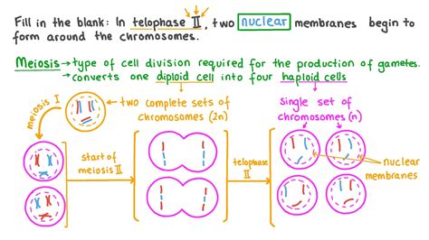 Meiosis 2 Telophase 2