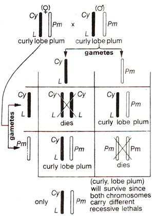 Detection of Mutations in Drosophila | Mutations : Morphological Level ...