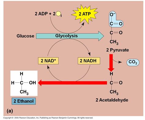 Balanced Chemical Equation For Anaerobic Respiration In Animals - Tessshebaylo