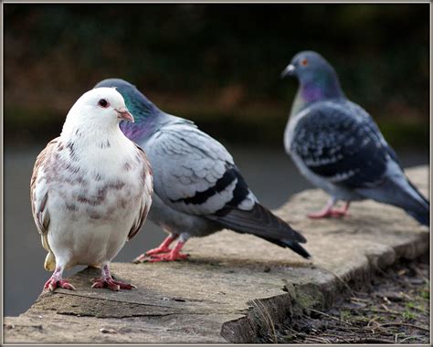 Columba livia domestica - a photo on Flickriver