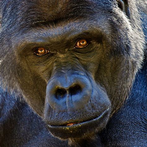 Gorilla Eye Stock Photos, Pictures & Royalty-Free Images - iStock