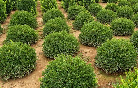 BUXUS X ‘Green Velvet ‘ Boxwood | Cherry