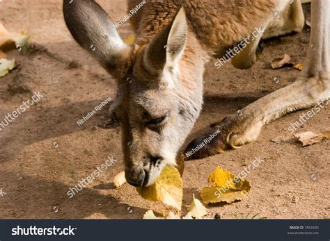 Kangaroo Eating A Leaf Stock Photo 1853330 : Shutterstock