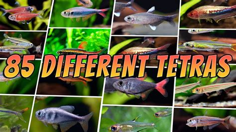 Tetra Fish Species