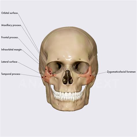 Zygomaticofacial Foramen