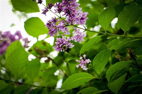 Rooting Lilac Cuttings - Taking Cuttings Of Lilac Bushes | Gardening ...