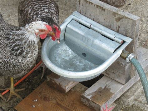 Save Your Back and Your Money: Make an Automatic Waterer for Your Free Ranging Chickens ...