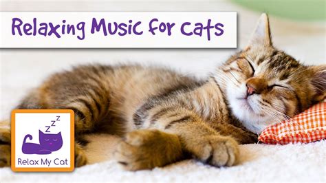 Music for Cats - Relax Your Cats with Music - YouTube