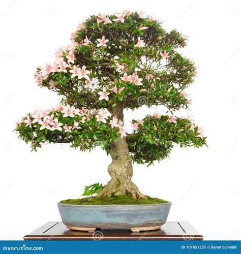 Azalea Rhododendron As Bonsai Tree with Pink Flowers Stock Image - Image of japan, plant: 101857355