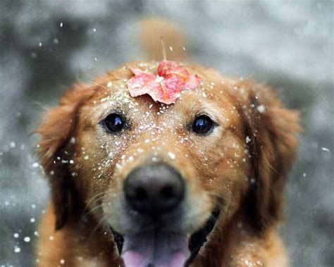 Cute Pets 20727 1600x1280 px ~ WallSource HD wallpaper | Pxfuel