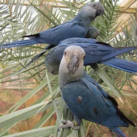 Ararinha-azul - 29/04/2018 - Folhinha - Fotografia - Folha de S.Paulo