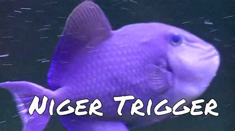 Niger Trigger - YouTube